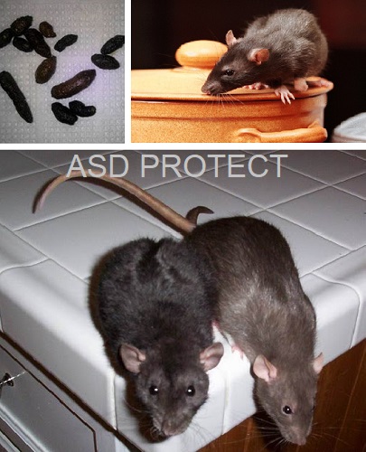 Installer de la mort aux rats dans son logement à Monaco - Protect Home 3D