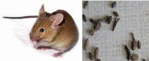 Excrément de rat maladie et danger - Mesnuisibles